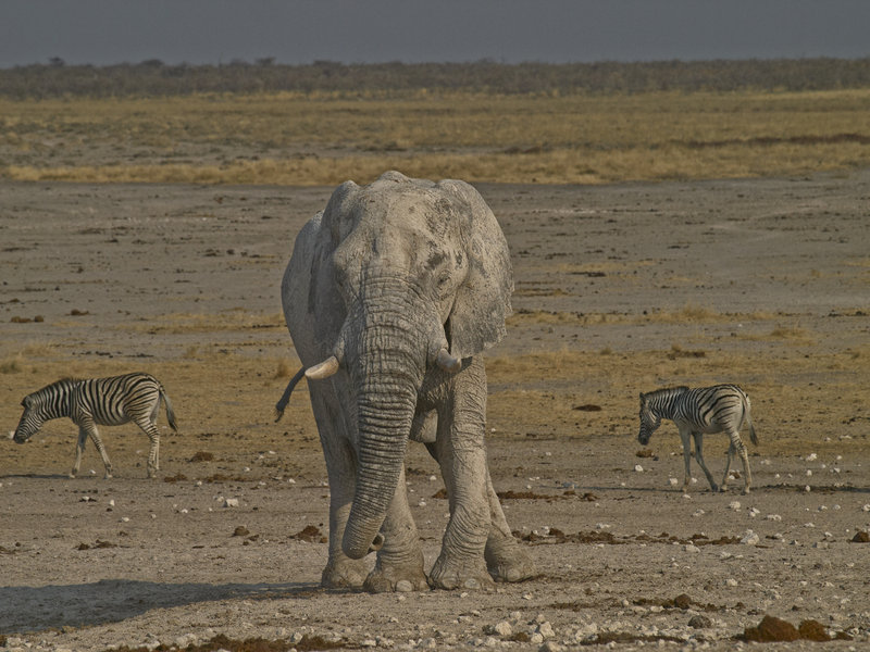 Okaukuejo, African Elephant